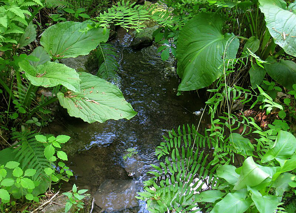 Bowmans Hill Wildflower Preserve